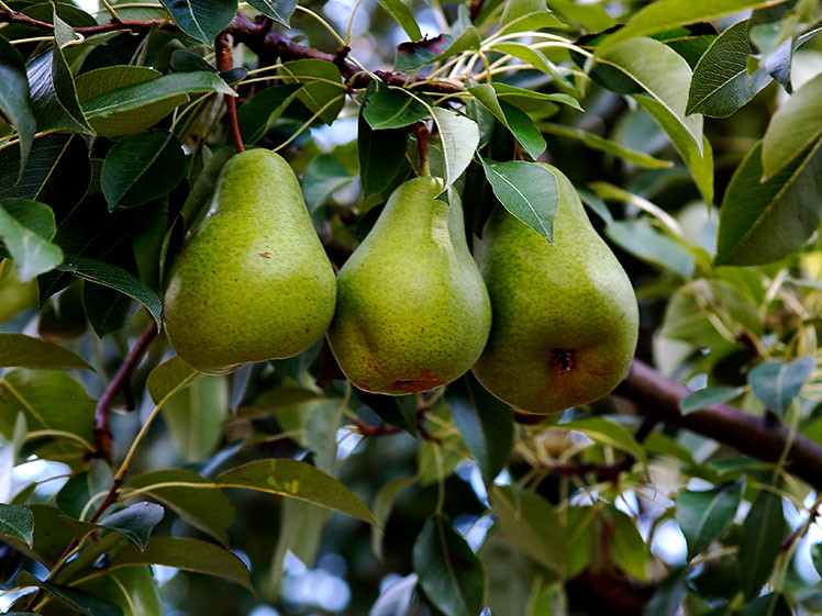 Pear