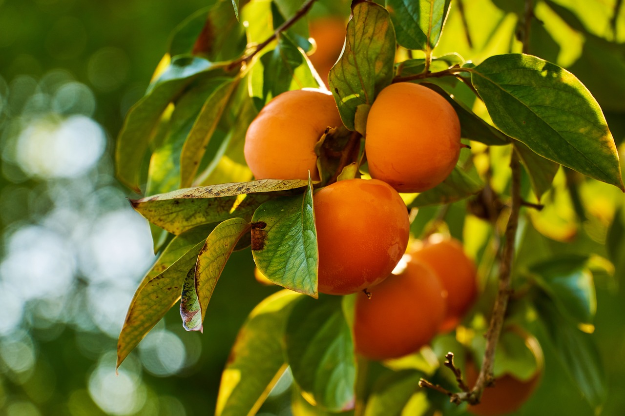 Persimmon