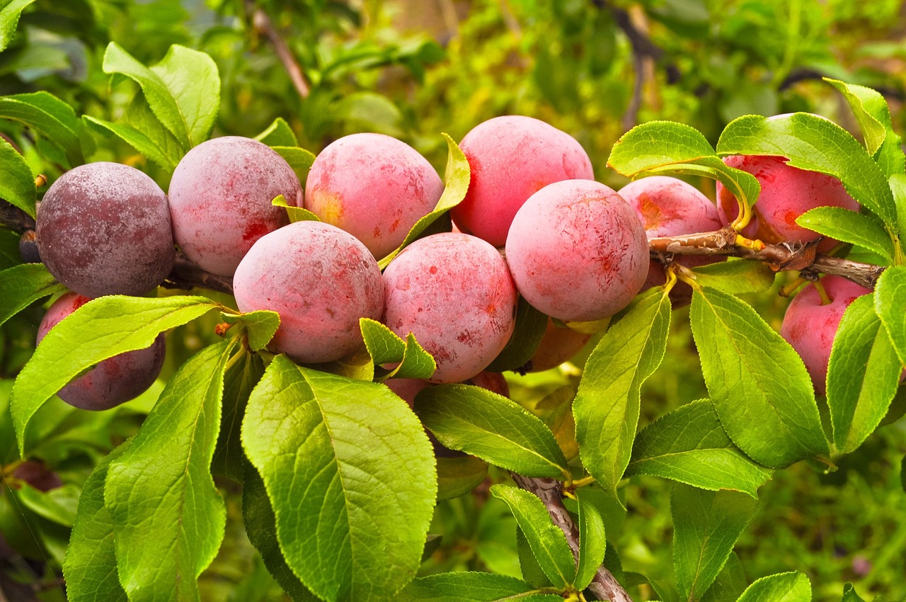 Plum