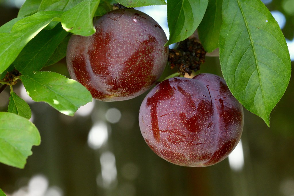 Pluot