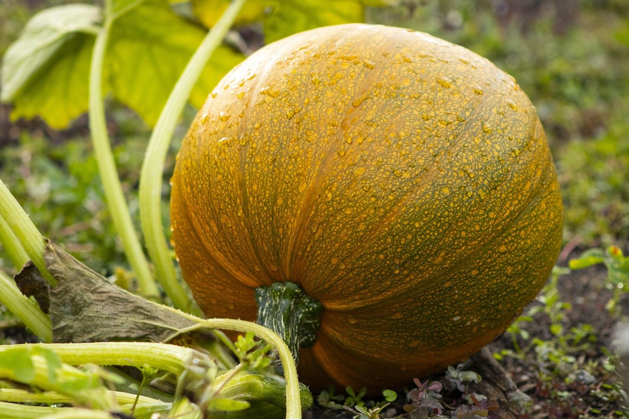Winter Squash