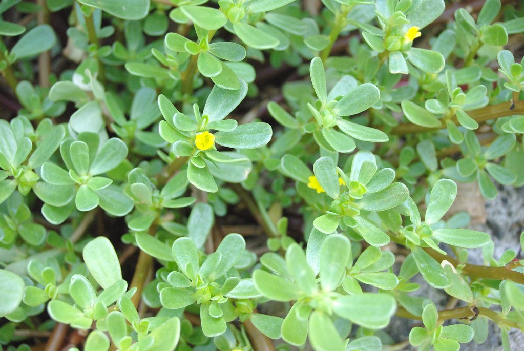Purslane