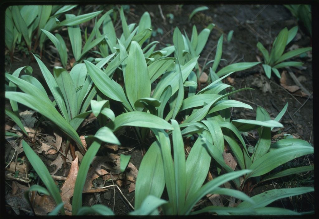 Ramps