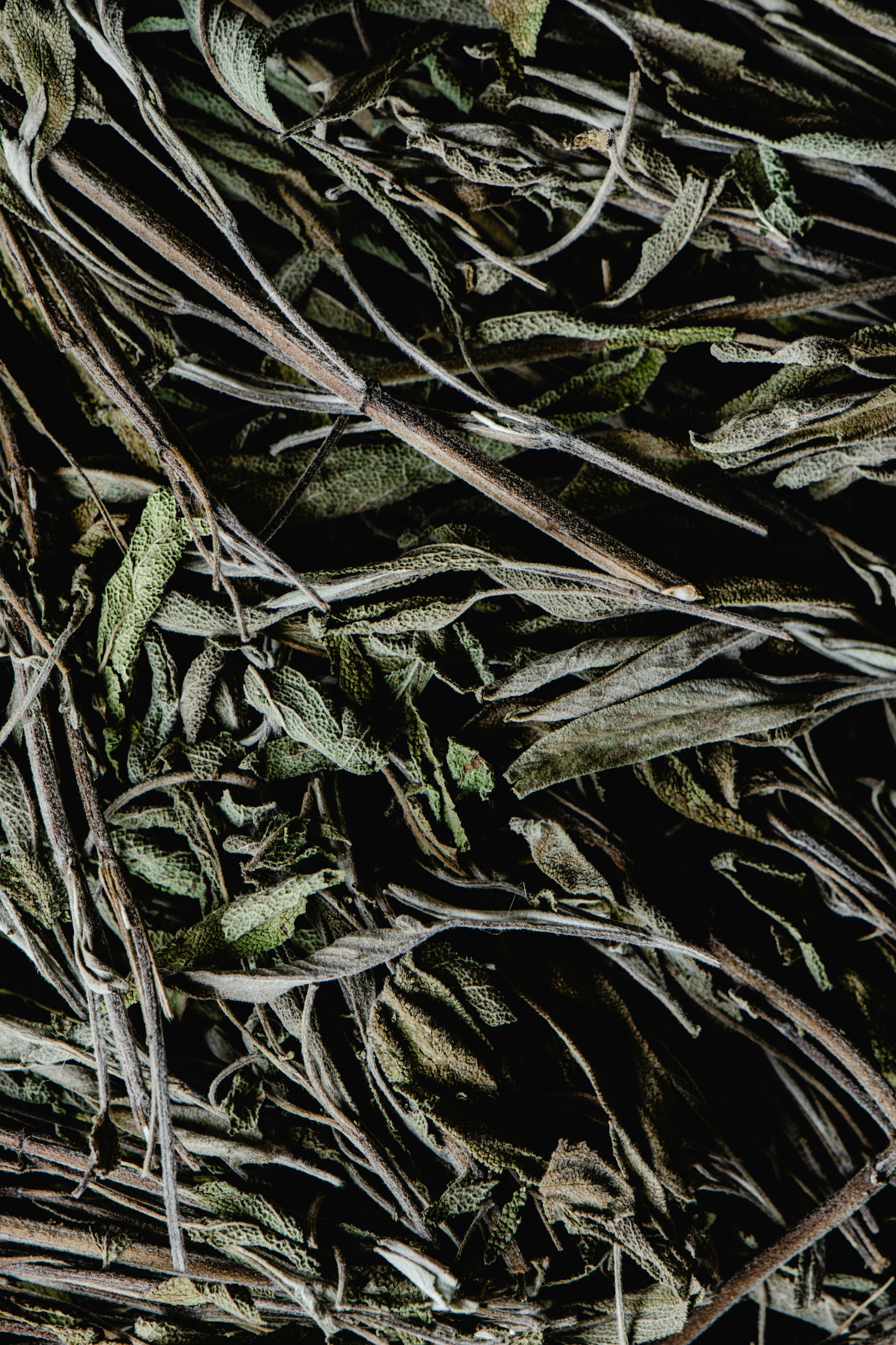 Sage