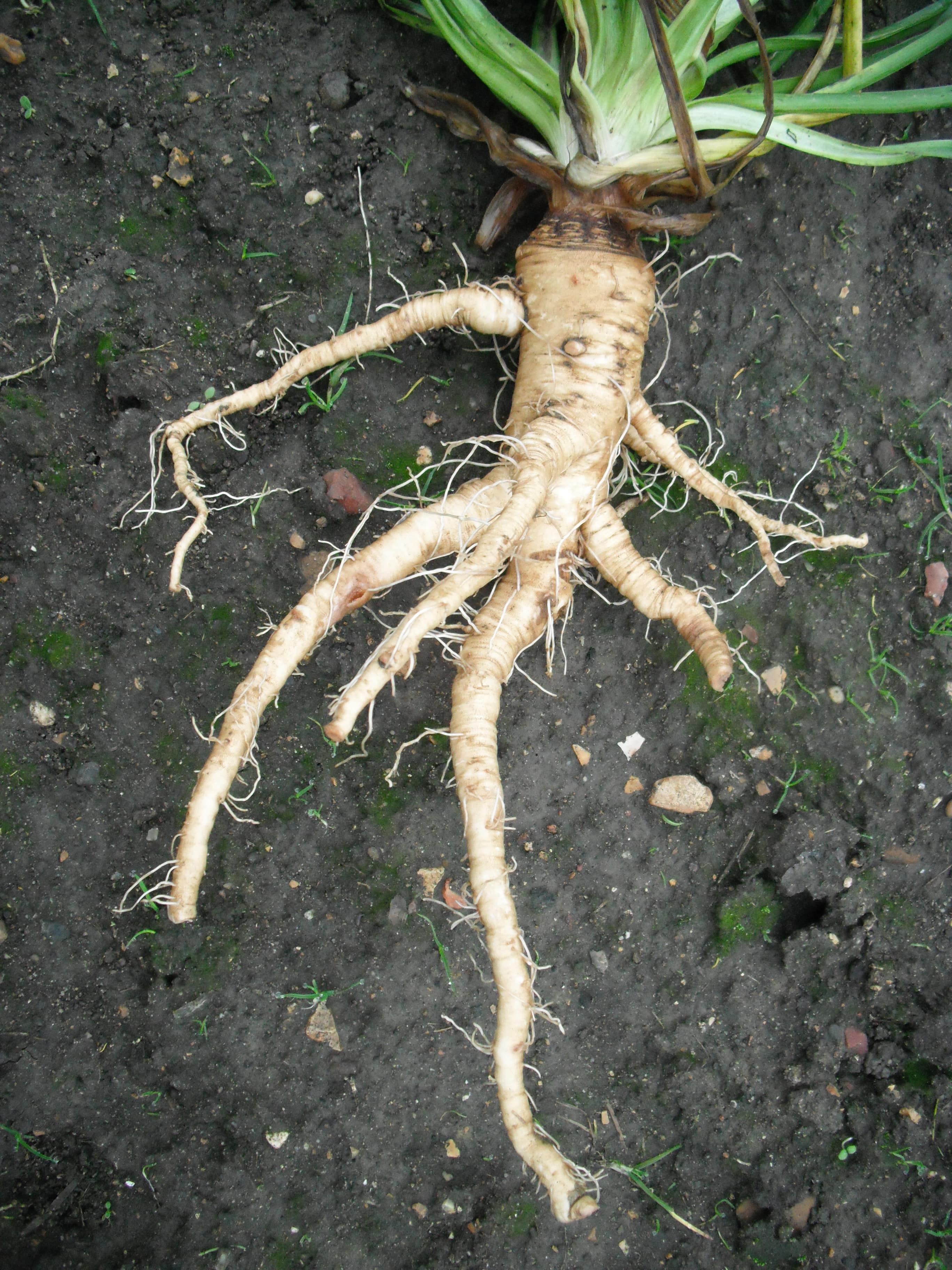 Salsify