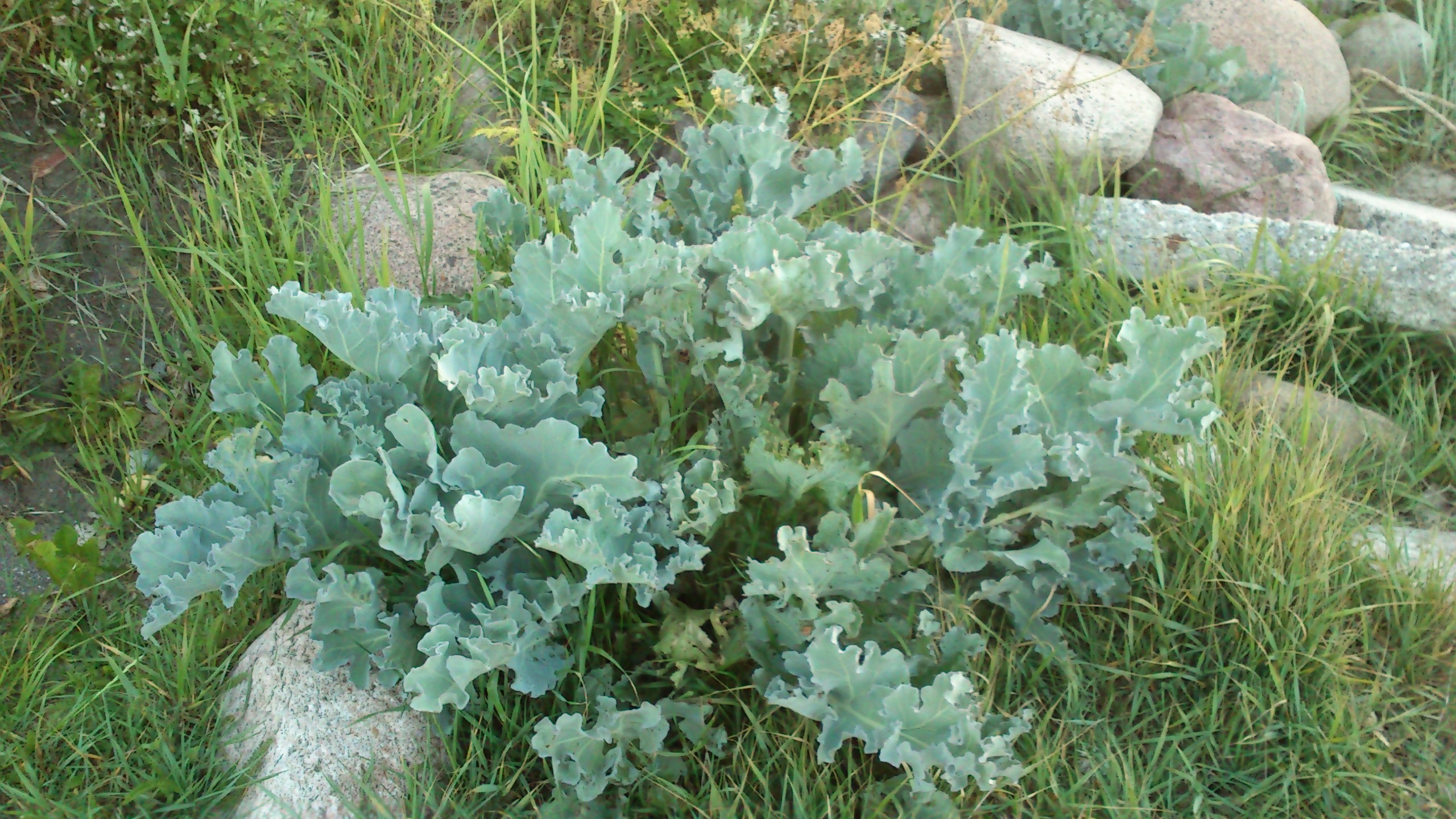 Sea Kale