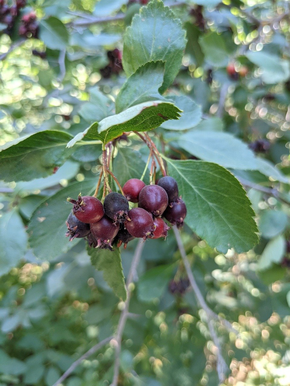 Serviceberry