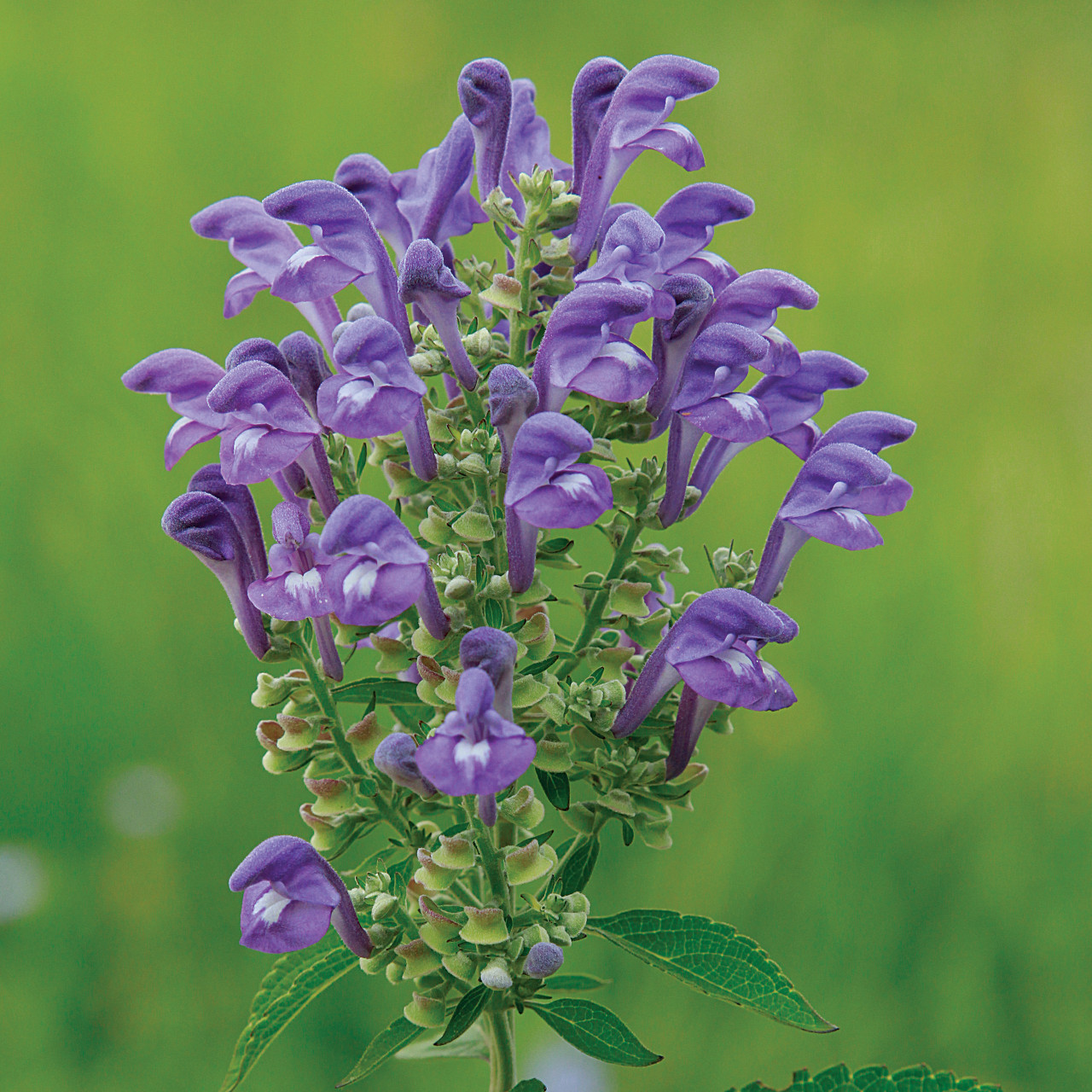 Skullcap