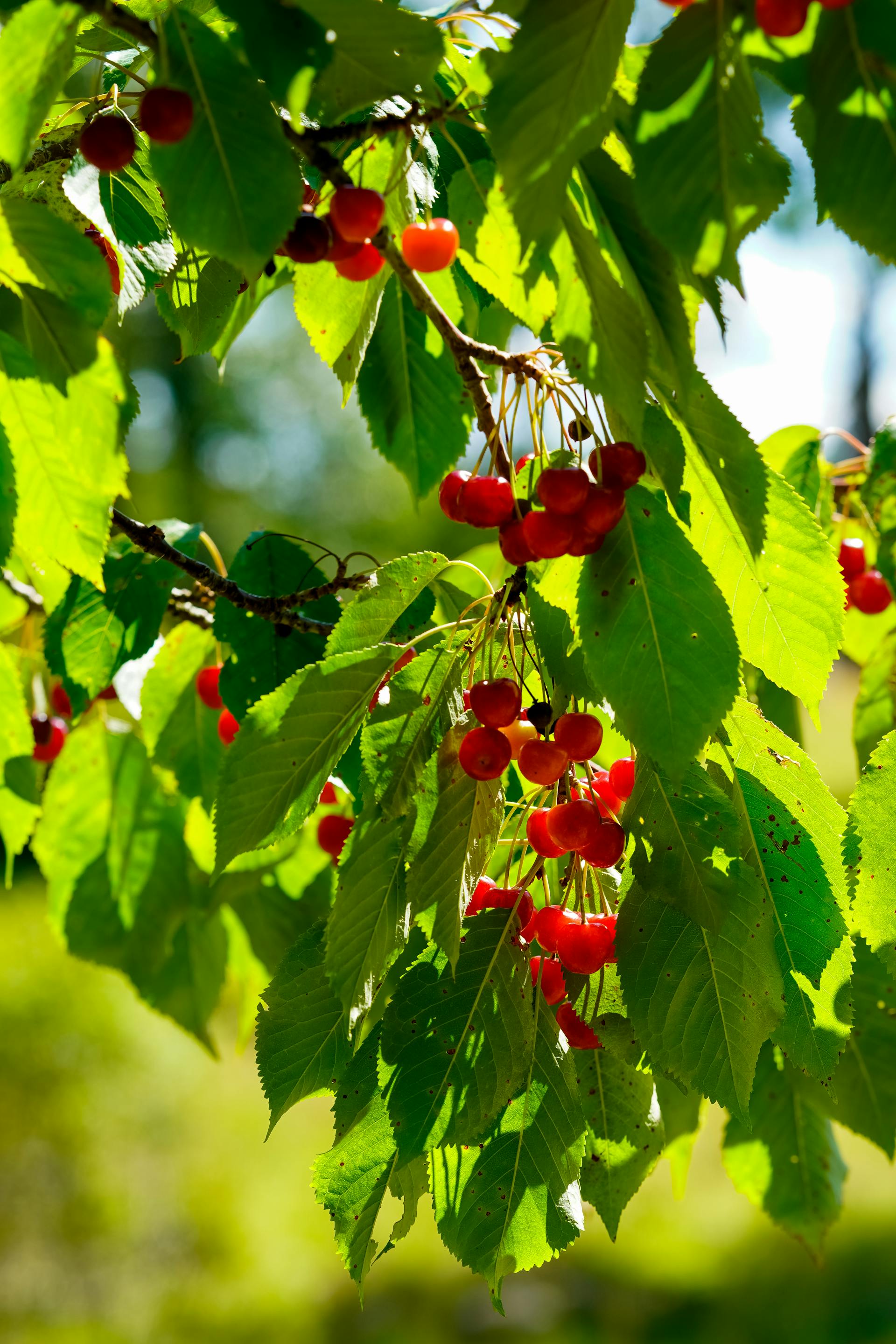 Sweet Cherry