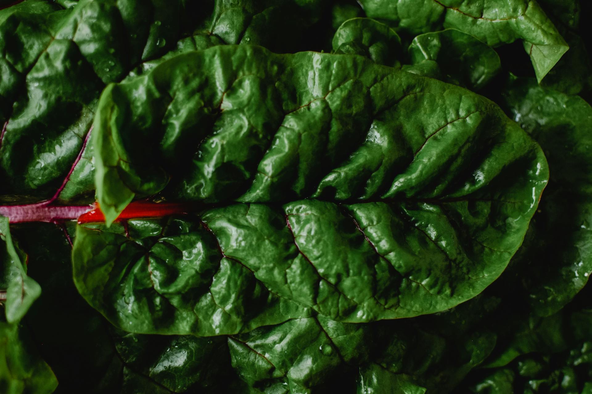 Swiss Chard