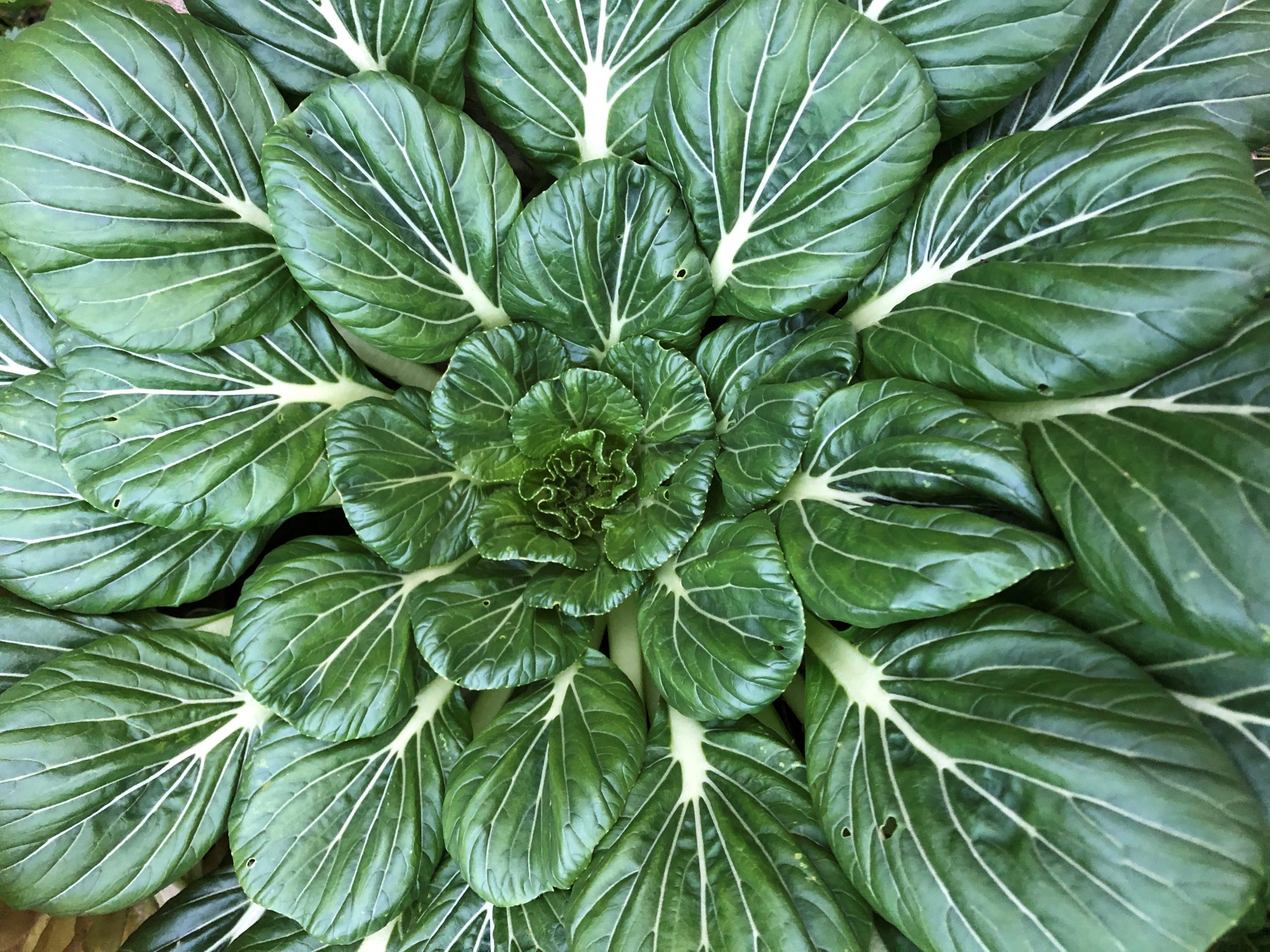 Tatsoi