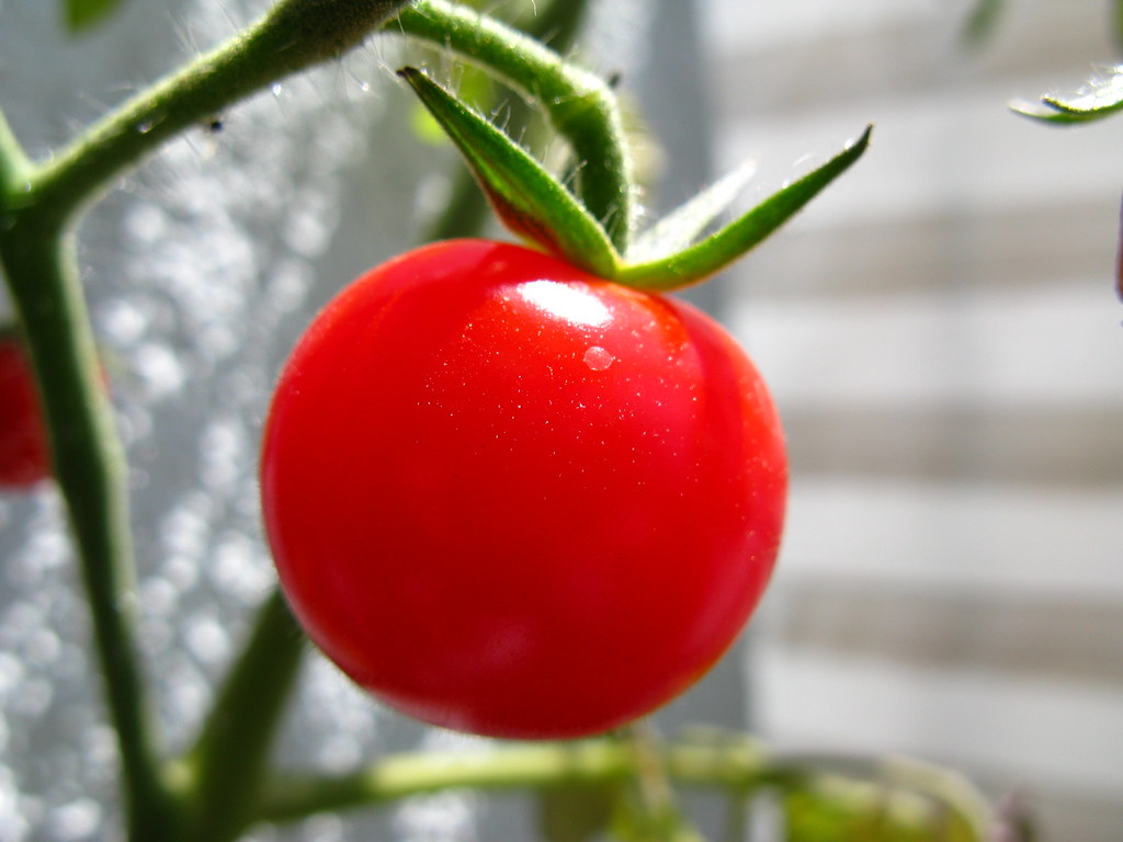 Tomato
