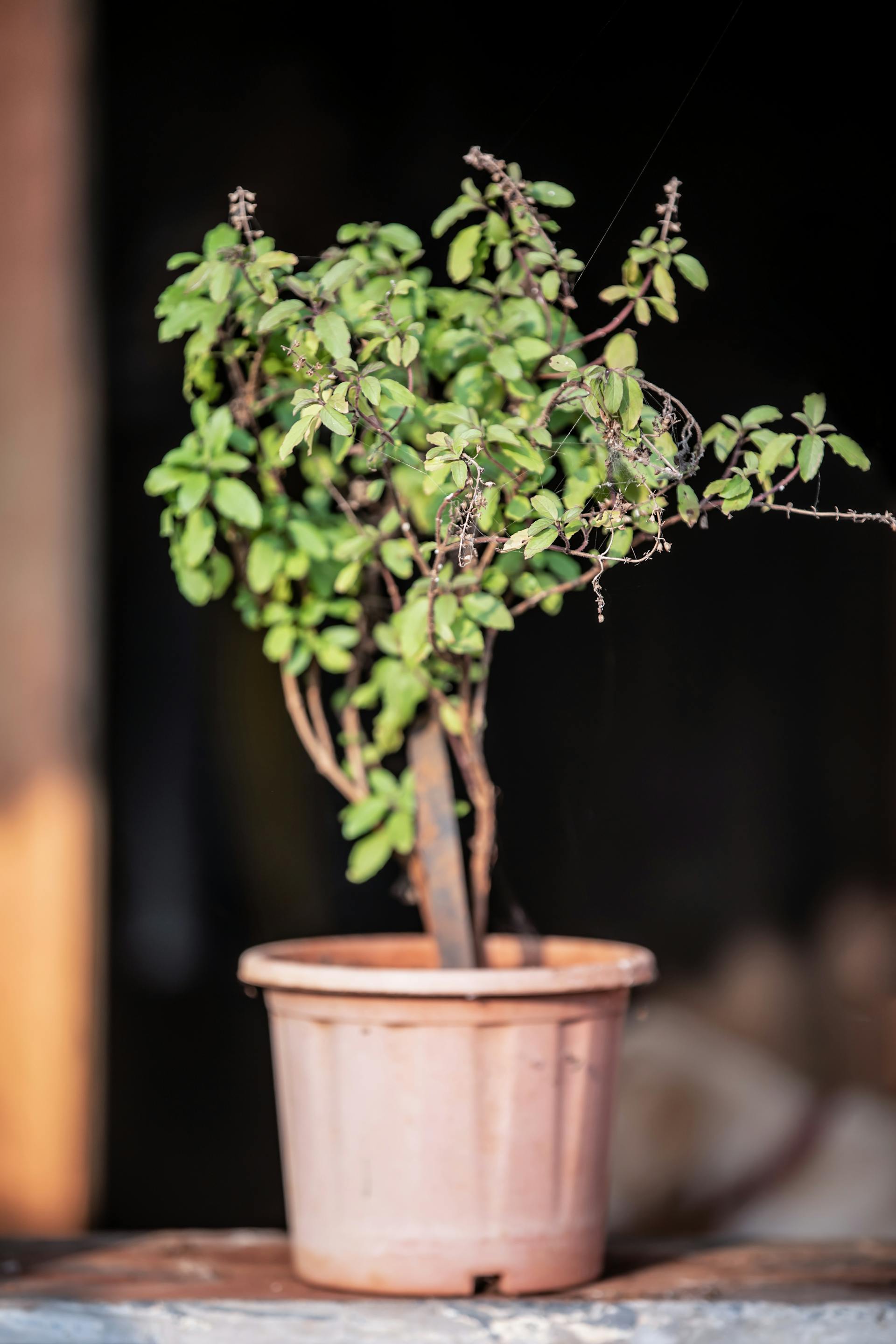 Holy Basil