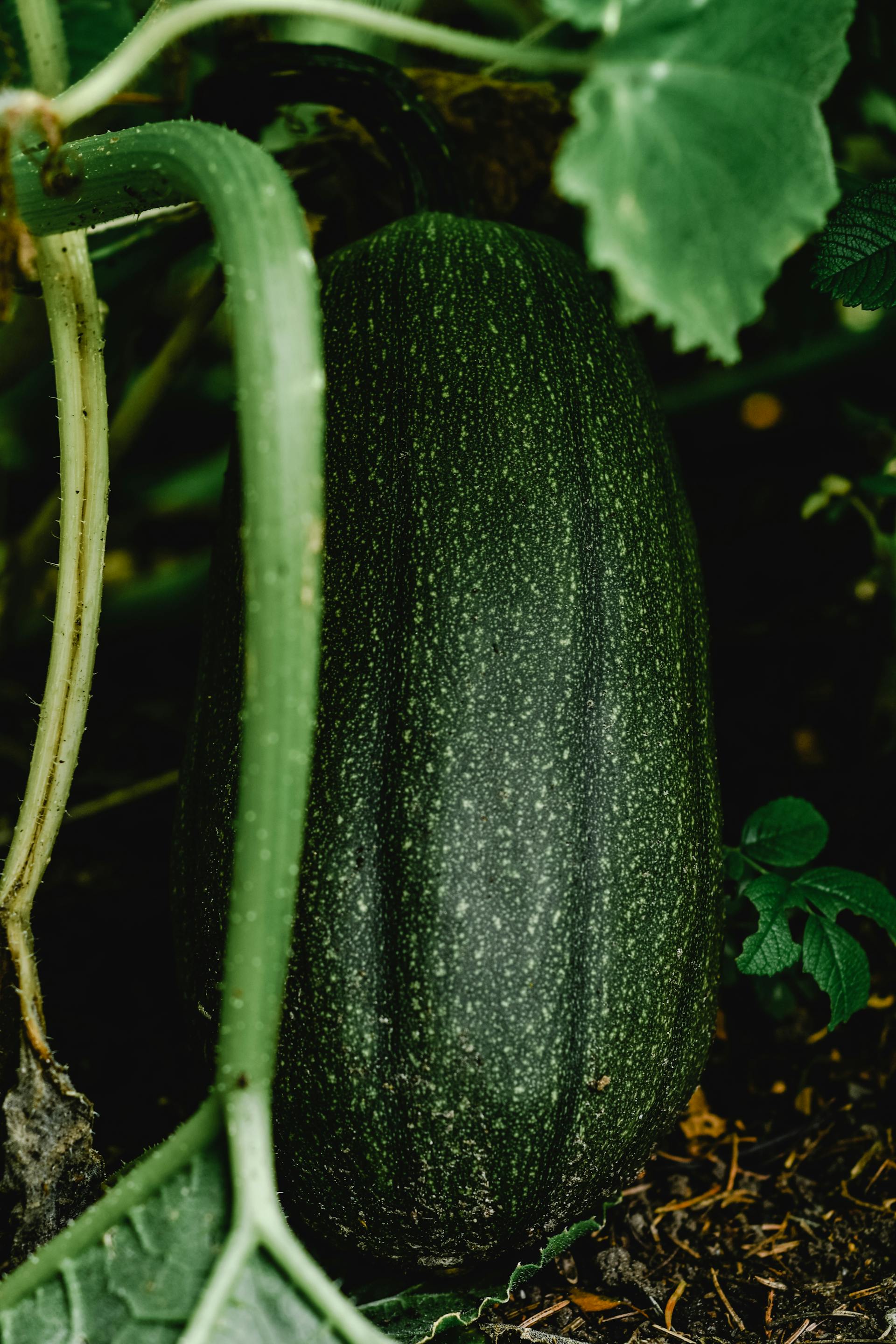 Zucchini